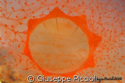 Ascidian's siphon, strongly magnified
Santa Maria al Bag... by Giuseppe Piccioli 